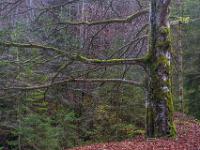 Baum mit markantem Astwerk am Wanderweg